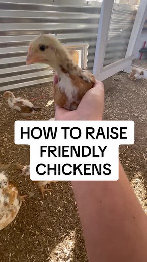 How to Gain Trust from Baby Chicks: Petting Tips and Techniques