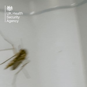 14K views · 19 reactions | Our latest data show a concerning rise in travel-related cases of #malaria, with the highest number of diagnoses in 20 years. Find out what we are doing to protect the UK from this health threat #WorldMalariaDay https://bit.ly/4bdr475 | UK Health Security Agency | Facebook