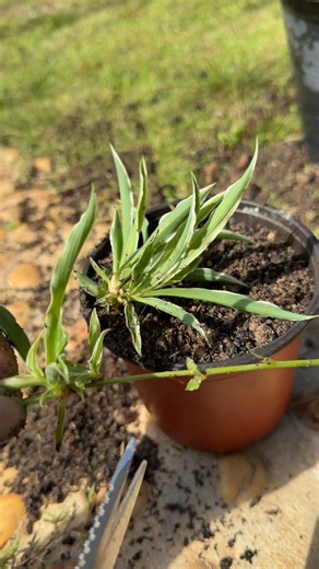 The 100% Foolproof Spider Plant Trick