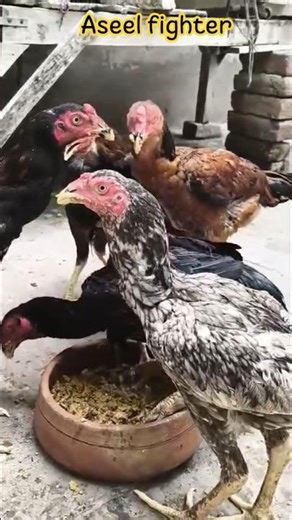 Best Aseel Fighters in Action 🔥Famous Bloodlines & Warrior Roosters & shamo mianwali #ali360#birds