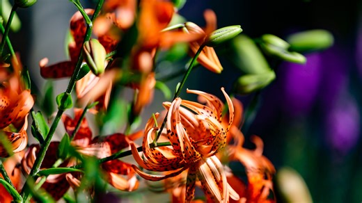 Can it be spring already?! Here's when if officially comes