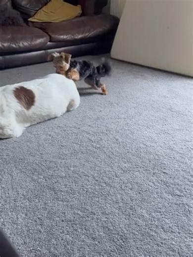 Yorkshire on Instagram: "Buy these Yorkie Clothes! 🐾 Cute, cozy & perfect for every season - Black Friday deals are live! Huge savings! 👉 Link in bio! 🛍️"