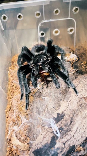 Cockroach Dance Challenge: Unforgettable Moves!