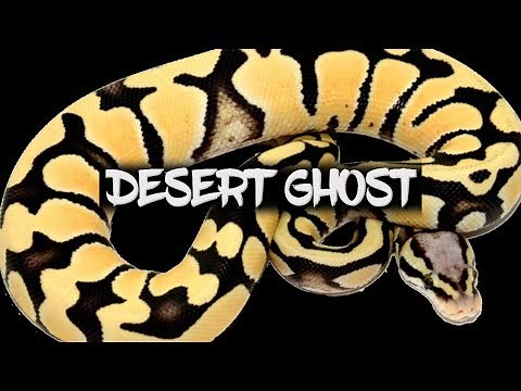 Desert Ghost - The Next Big Thing?