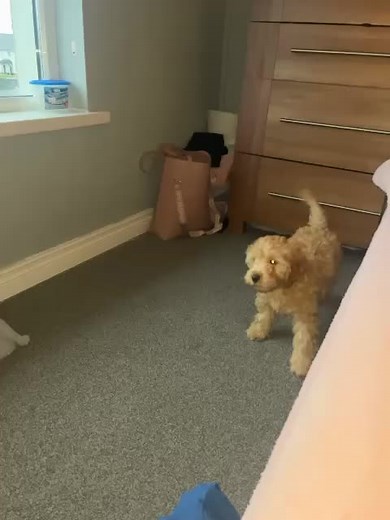 Funny Cockapoo Barking Compilation