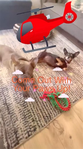 Come Out With Your Paws Up! #frenchbulldog #minipincher #trendingshorts