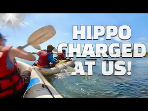 Scary HIPPO Chase! - Zambezi River