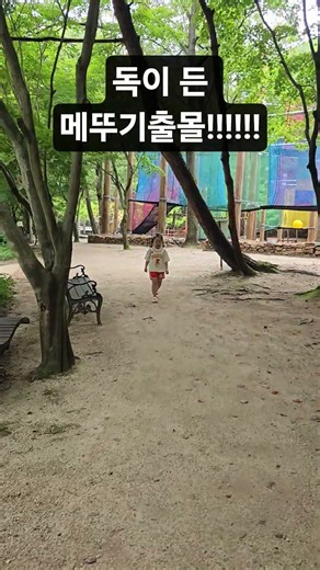 # 상소동산림욕장 독이든 메뚜기가 출몰!!!! 메뚜기!!!!의문의1패~~~ 울어도귀여운72개월서우💕다음영상에 독이든 메뚜기 공개~