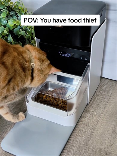 Automatic Pet Feeder for Multiple Pets