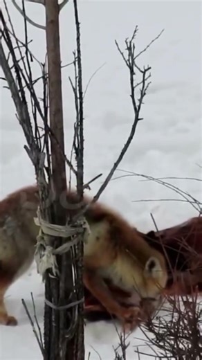 Wild Himalayan Fox attacking baby ibex.