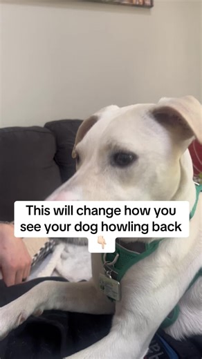 This will change how you see those howl-offs. Most people don’t realize nonstop howling means their nervous system is overloaded because the gut liver are inflamed. Calm the inside, and they stop needing to scream every time another dog does. Follow comment “CALM” and I’ll send you the bedtime bowl recipe. ✅ Chlorella parsley detox the gunk that amps anxiety ✅ Dandelion leaf drains bloat so breathing slows down ✅ Pumpkin seed fiber balances gut bacteria → calmer mood ✅ Brewer’s yeast B vitamins 