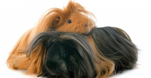 5 Signs Your Guinea Pig Is Stressed Out