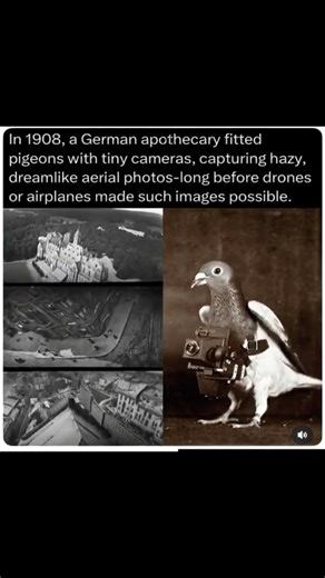 The Original GoPro: 1900s Spy Pigeons 🕊️