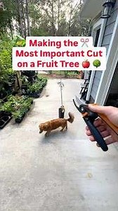 Making the most important cut off tree #pruning #fruittrees #gardening #growyourownfood ￼