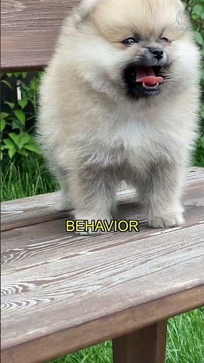 How to Stop Puppy Crying When Left Alone 😭 #shorts #dogtraining