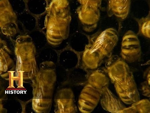 A World Without Bees | History