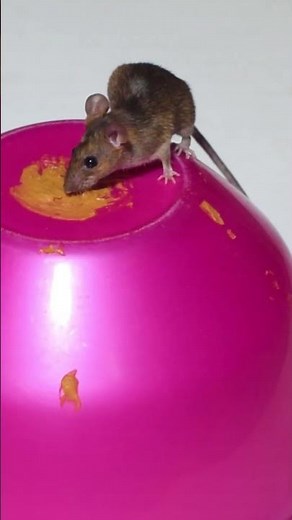 Rat / Mouse Sounds for Cats! Video for cats to watch!