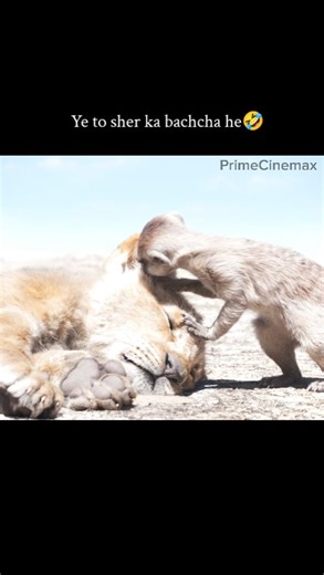 PrimeCinema on Instagram: "🎬 Movie Name: The Lion King (2019) 📖 Story: The Lion King (2019) ek emotional adventure-drama film hai jo courage, responsibility aur self-discovery ke around ghoomti hai. Kahani shuru hoti hai Simba se — ek young lion cub jo Pride Lands ka future king hota hai. Apne father Mufasa ki tragic death ke baad, Simba guilt aur fear ki wajah se apna kingdom chhod deta hai. Safar ke dauran uski mulaqat Timon aur Pumbaa se hoti hai, jo use carefree life jeena sikhate hain. Le