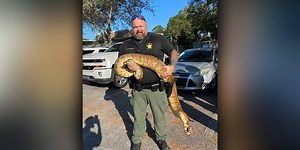 Deputy captures 75-pound boa constrictor in Florida neighborhood