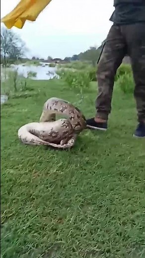 🦅🐍 release indian rock python