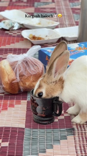 Understanding Balochi Culture Through Kargosh