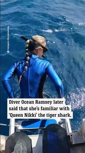 Woman almost dives right into the mouth of a 5m tiger shark