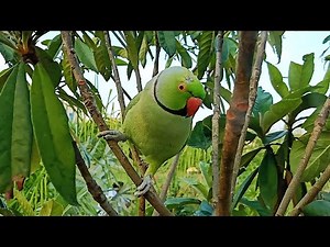 Indian Ringneck Parrot Talking and Chirping