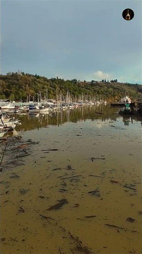 After the Storm: Logs at Corinthian Yacht Club Tacoma | DJI Avata