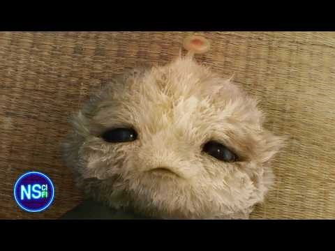 The Pet Alien Has Superpowers | CJ7