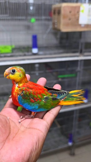 Red Opaline 🍒 Turquoise parrot. #reels #viral #birds #parrot | Exotic Pets Aviary