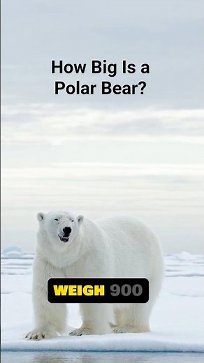 How Big Is a Polar Bear?