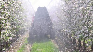 Spraying flowering apple orchard to protect against disease and insects. Apple flowering tree spraying with a tractor and agricultural machinery in springtime, slow motion Stock Video