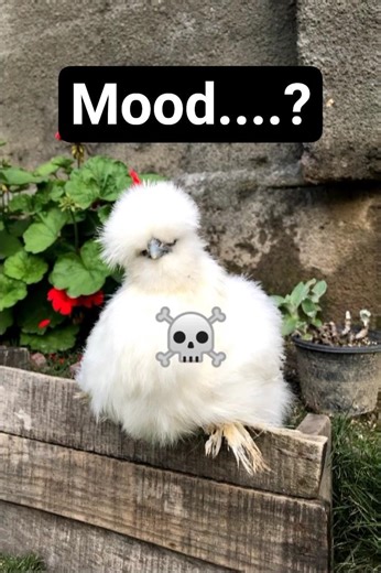 White Silkie chicken 🐔 | Bird Haven | #silkiechicken #birdhaven #birds #chicken #backyardchickens