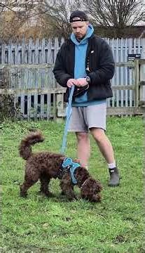 The 1,2,3 Game for dogs