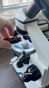 It’s so cool to watch these tiny creatures hatch under the microscope 🦐 | Jessie JJ