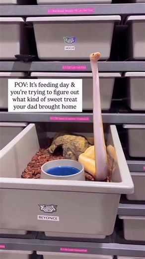 My Ball Python loves sweet treats😂😍🐍