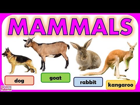 Vertebrate Animals | Mammals | Vertebrates | Types of Vertebrates | What are vertebrates?