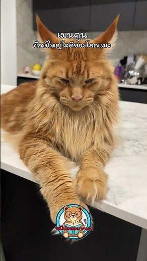 เมนคูน (Main Coon) — ยักษ์ใหญ่ใจดีของโลกแมว | หมีน้อยอยากเล่า