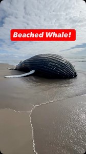 I Found a Huge Beached Animal! #animals #nature | Jacob Colvin