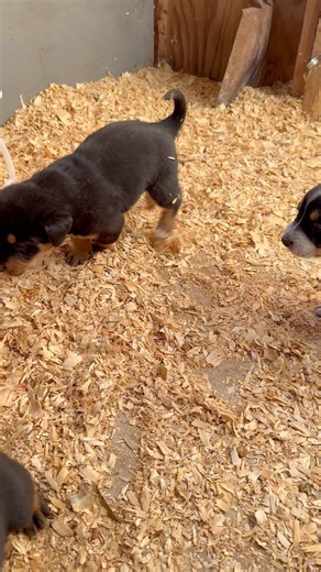 The farm is full of life! Feels like spring, y'all 😁 #puppies | Fulmer's Farmstead and General Store