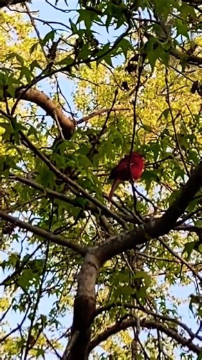 He’s so fat…. Red cardinal