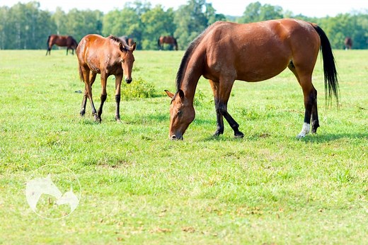 How Much Land Or Space Does Your Horse Need?