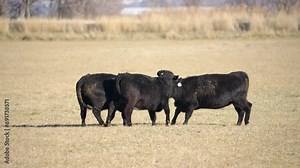 Cows in a field sparing with each other as they butt heads and push each other in slow motion.