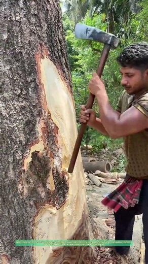 Débarkage à la herminette : Comment l'arbre livre sa peau et ses secrets