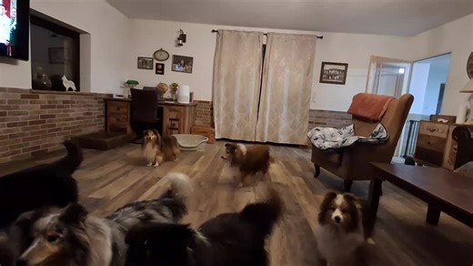 my loves😍🫶 #love #dogs #lifeisgood #sheltiesoftiktok #viral