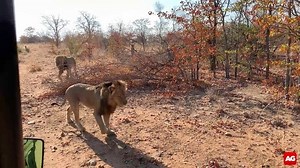 6.3M views · 8.5K reactions | Best Video Clip 2019 entry by Willem van de Vorle – Three craggy male lions pass close to a game drive vehicle, filmed in Balule, Greater Kruger, South Africa. #BestVideoClip2019 Brought to you by Fly Airlink Enter today! Find the competition rules and guidelines here: https://africageographic.com/videos/best-video-clip-entries/ | Africa Geographic | Facebook