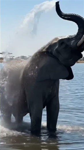 African bush elephant cooling off in the water. #africa #elephant