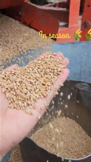 Farming 🌾#farming #viral #shortvideo #ytshorts #trending #reels #instagram #desigirlstyle #vibes#yt