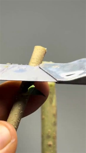 Best Method & Unique Ideas for Grafting Fruit Trees | Simple Gardening Tips | Monkey Tips | Facebook