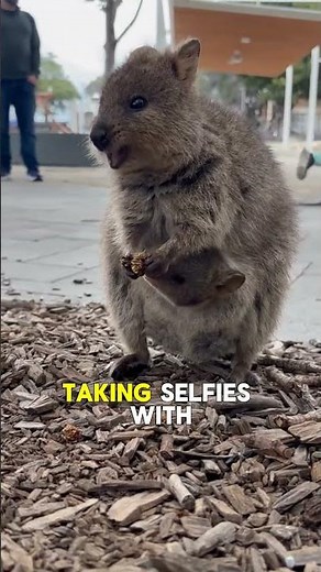 🐾 Meet the Quokka: The World's Happiest Animal! 😄